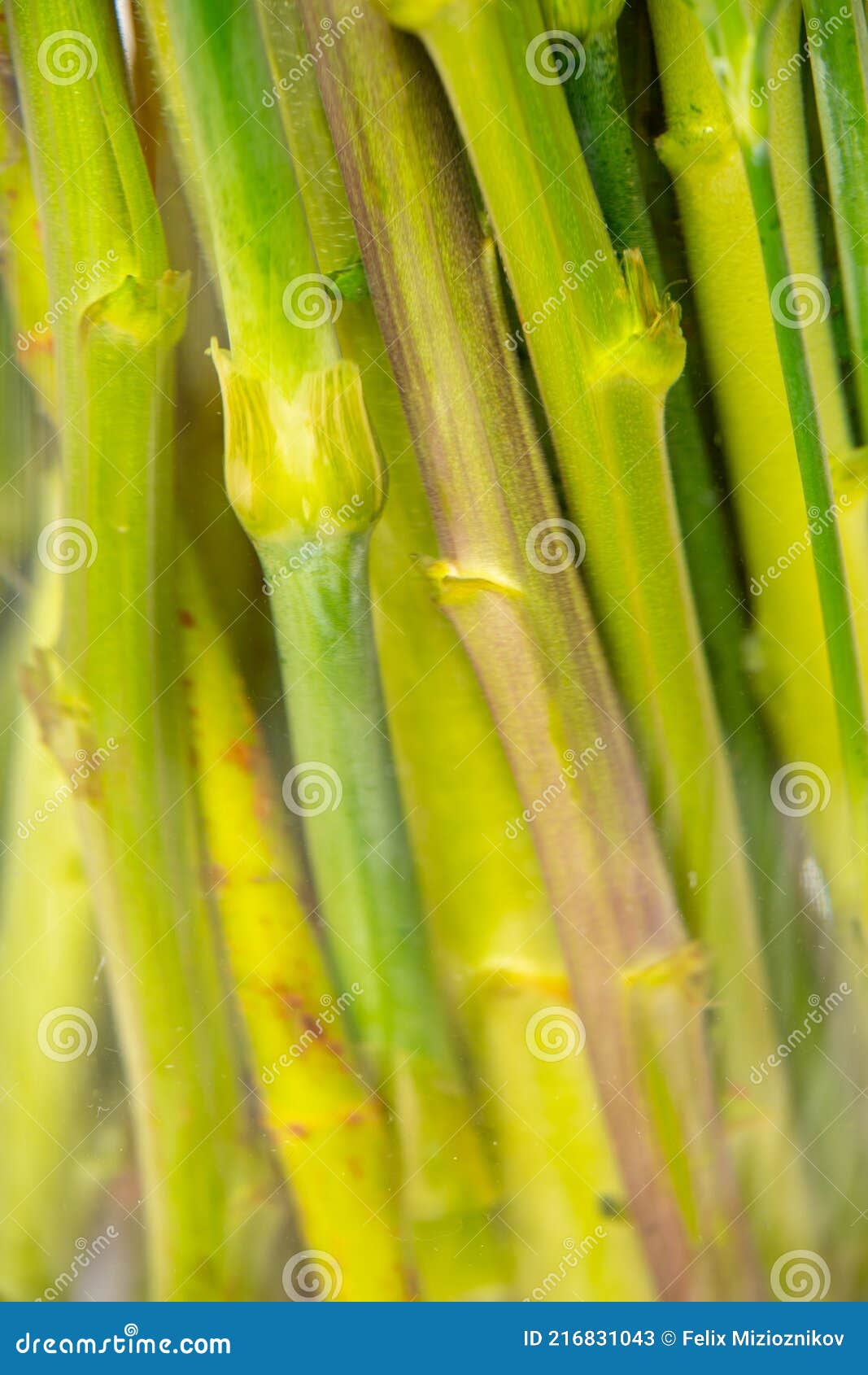 Green Flower Stems Under Water Stock Image Image of flower, macro 216831043