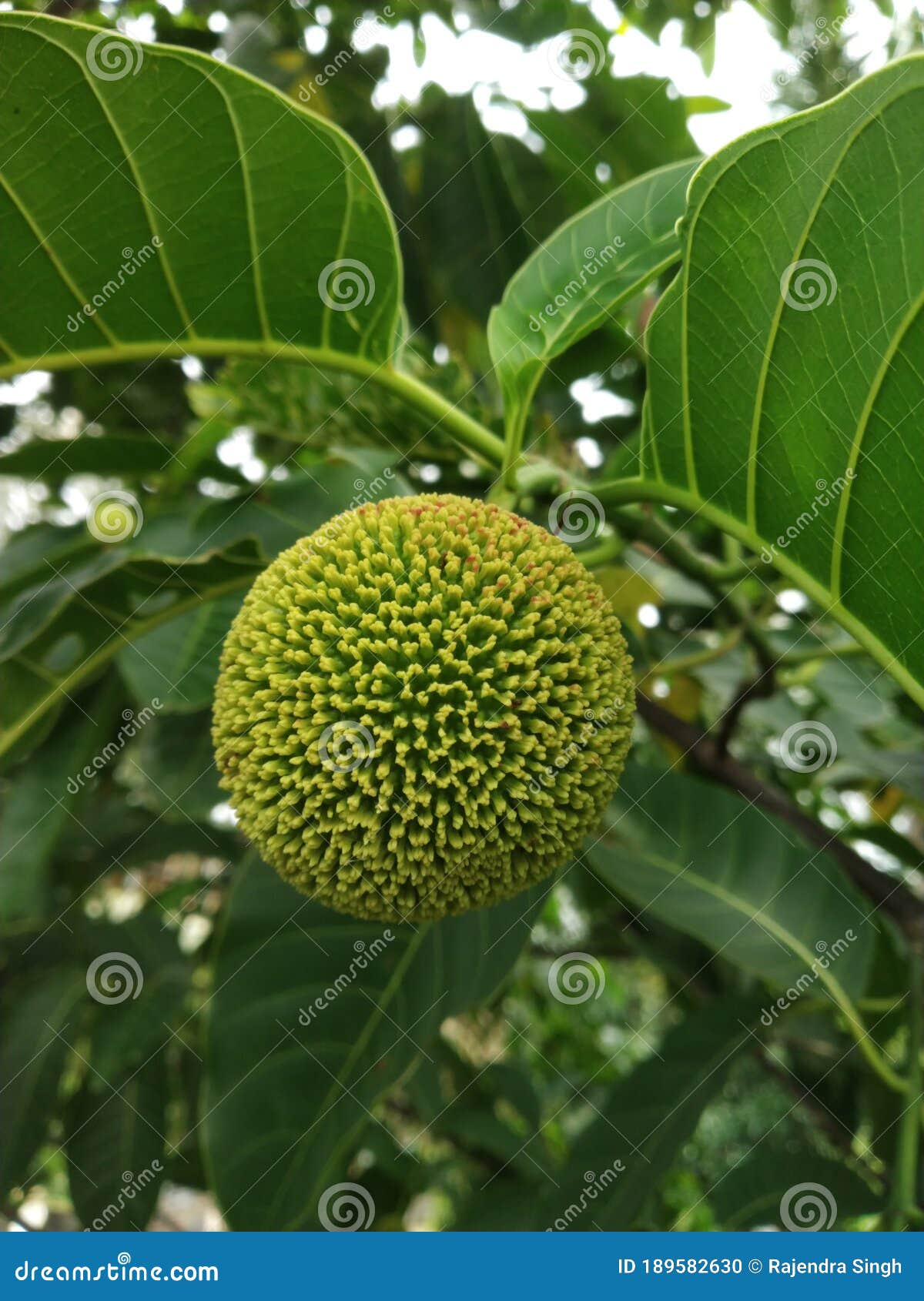 Green Flower Tree stock photo. Image of flower, nature 189582630
