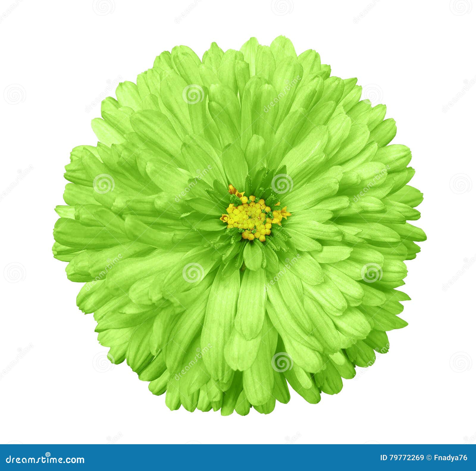 Green Flower, White Isolated Background with Clipping Path. Closeup Stock  Image - Image of flowers, outdoor: 79772269