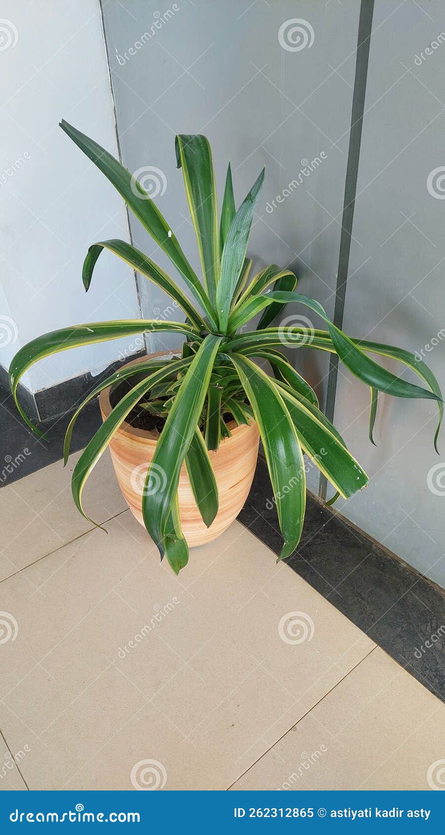Green Flowers in the Corner of the Office Stock Image Image of corner