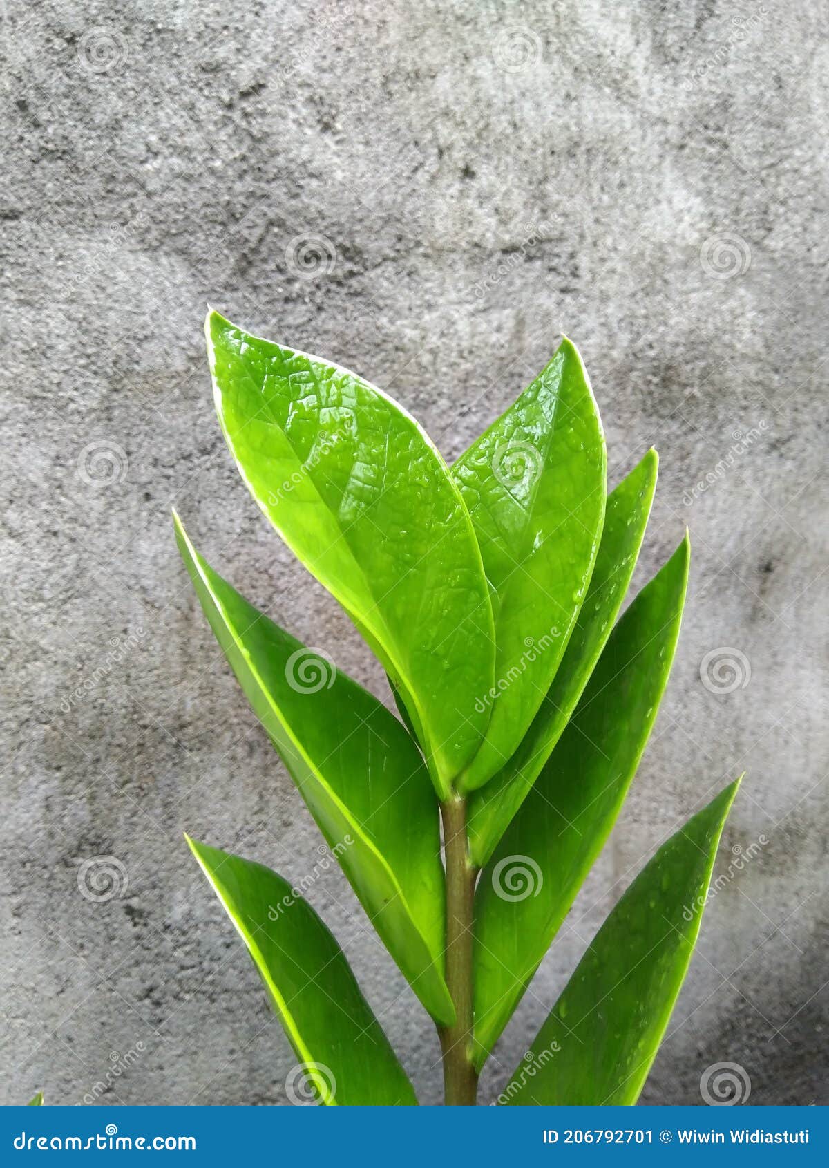 Green flowers on the wall stock image. Image of nature 206792701