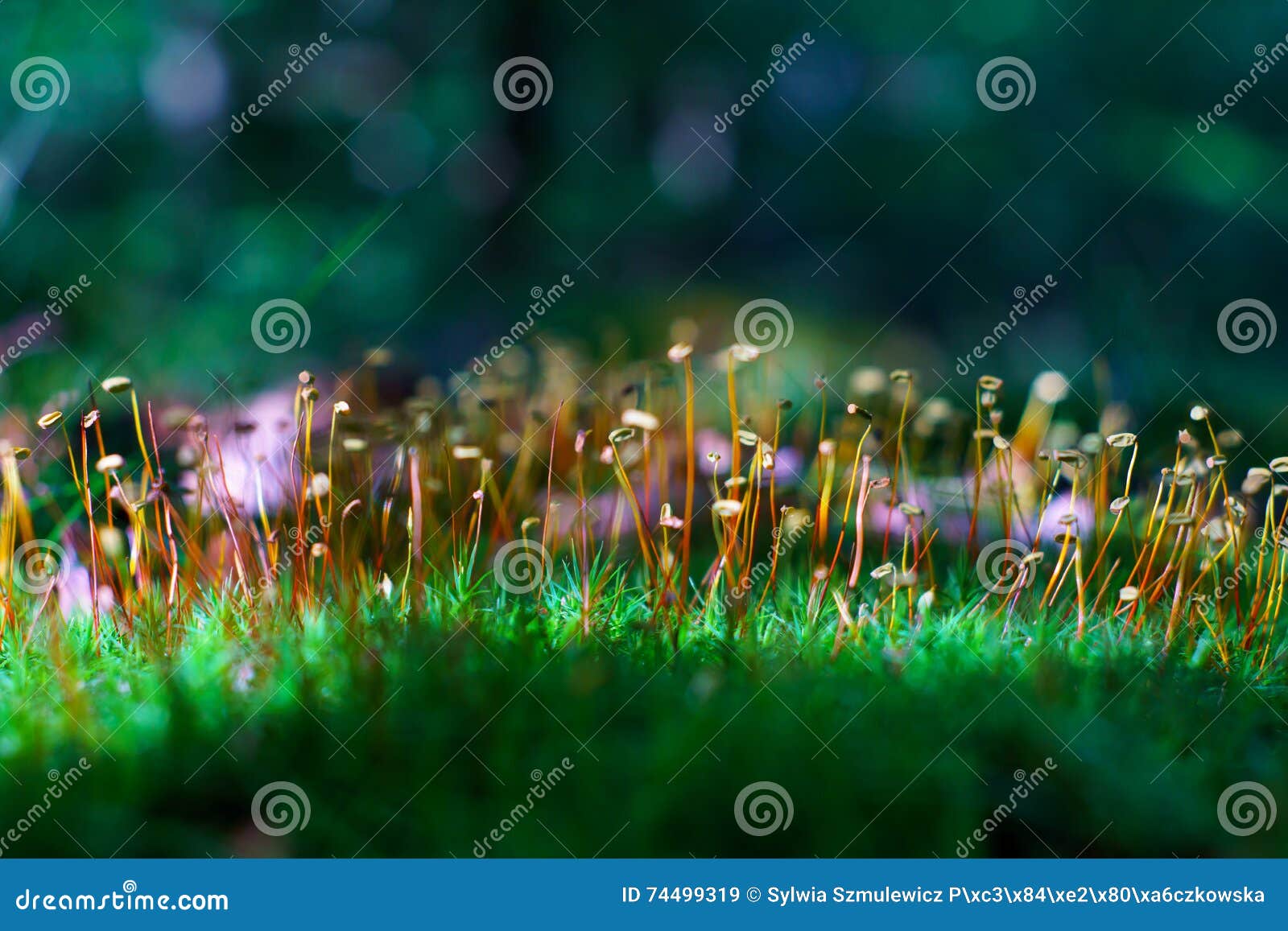 Green fluffy moss stock image. Image of moss, foggy, fantasy 74499319