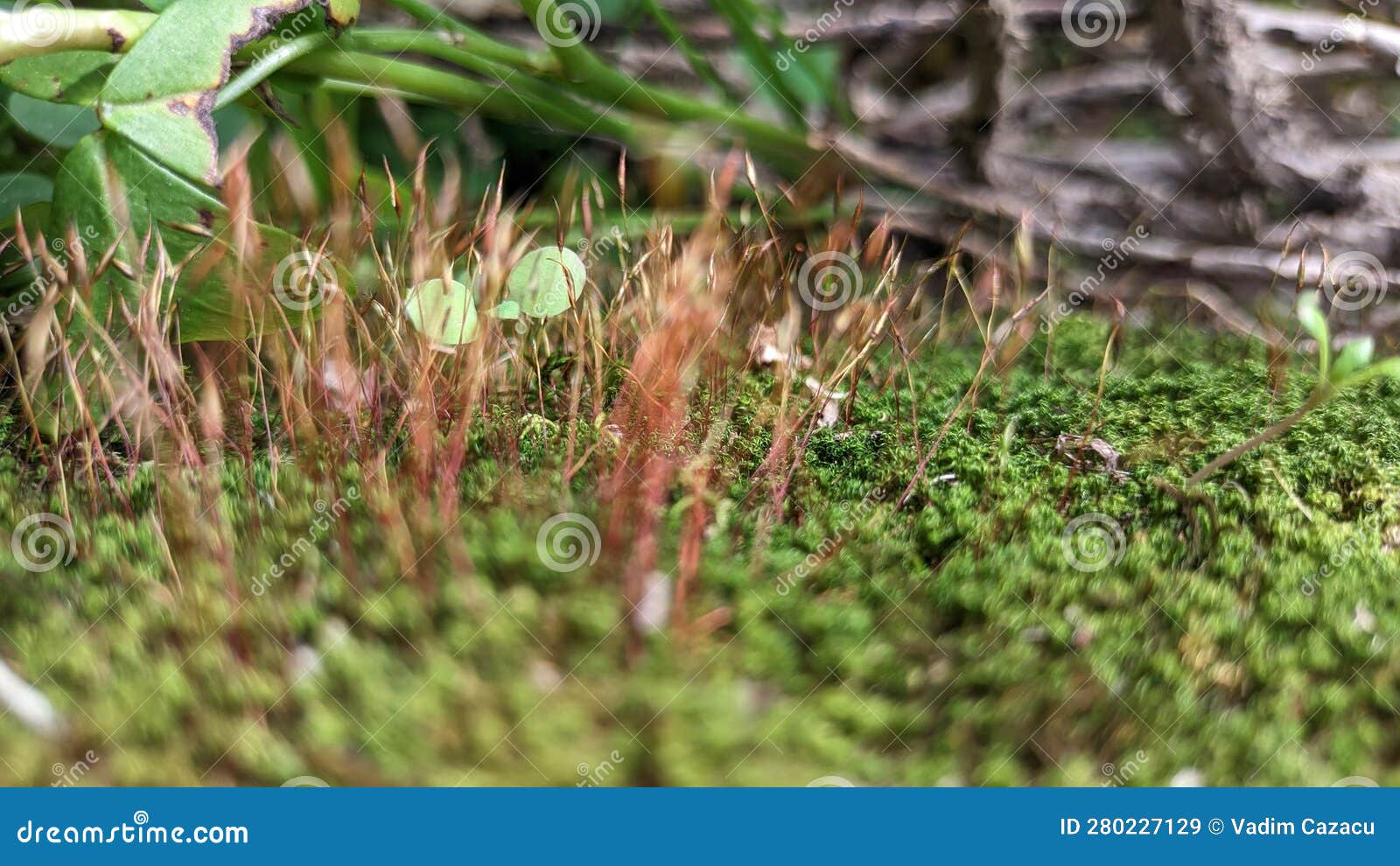 Green Fluffy Moss Grows in the Forest Against the Background of Fallen