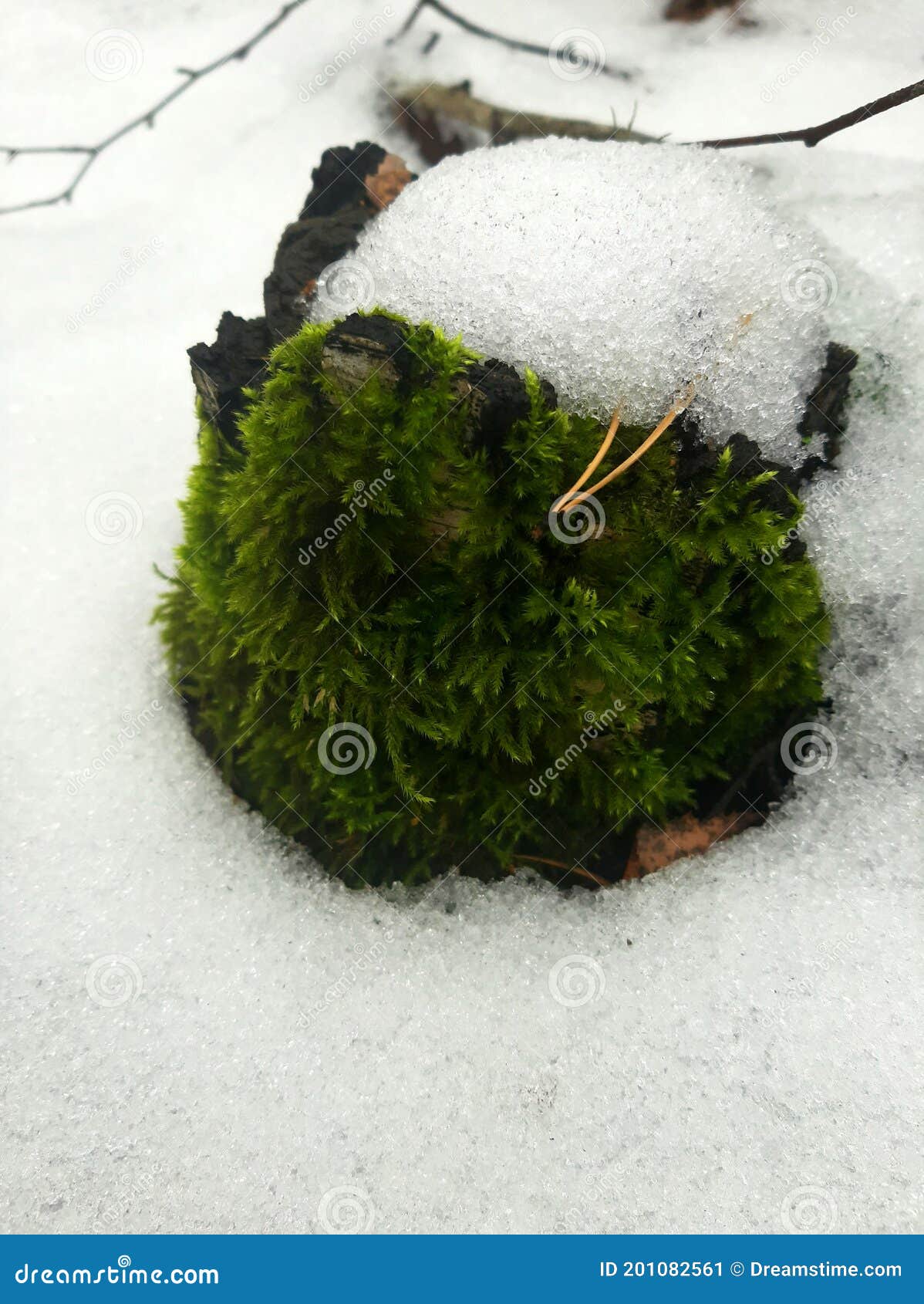 Green Fluffy Moss on a Stump among the First Snow Stock Image Image