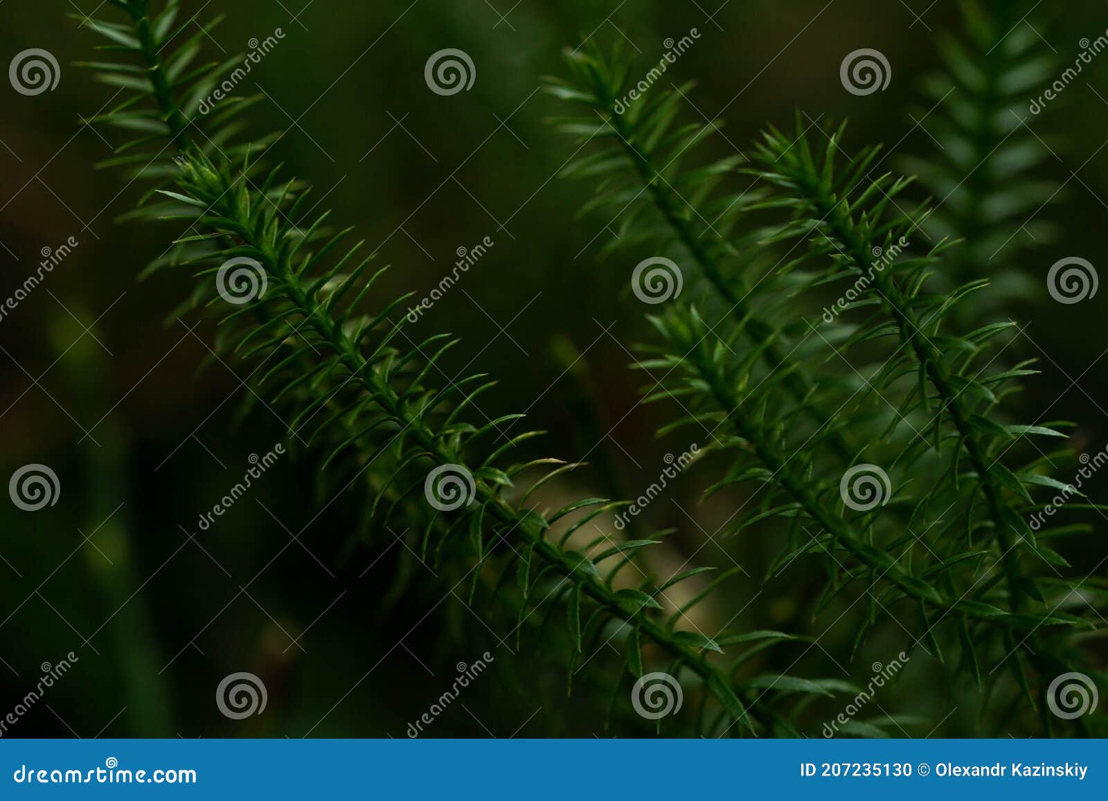 Green Fluffy Plant in the Park, Winter Stock Photo Image of forest, natural 207235130