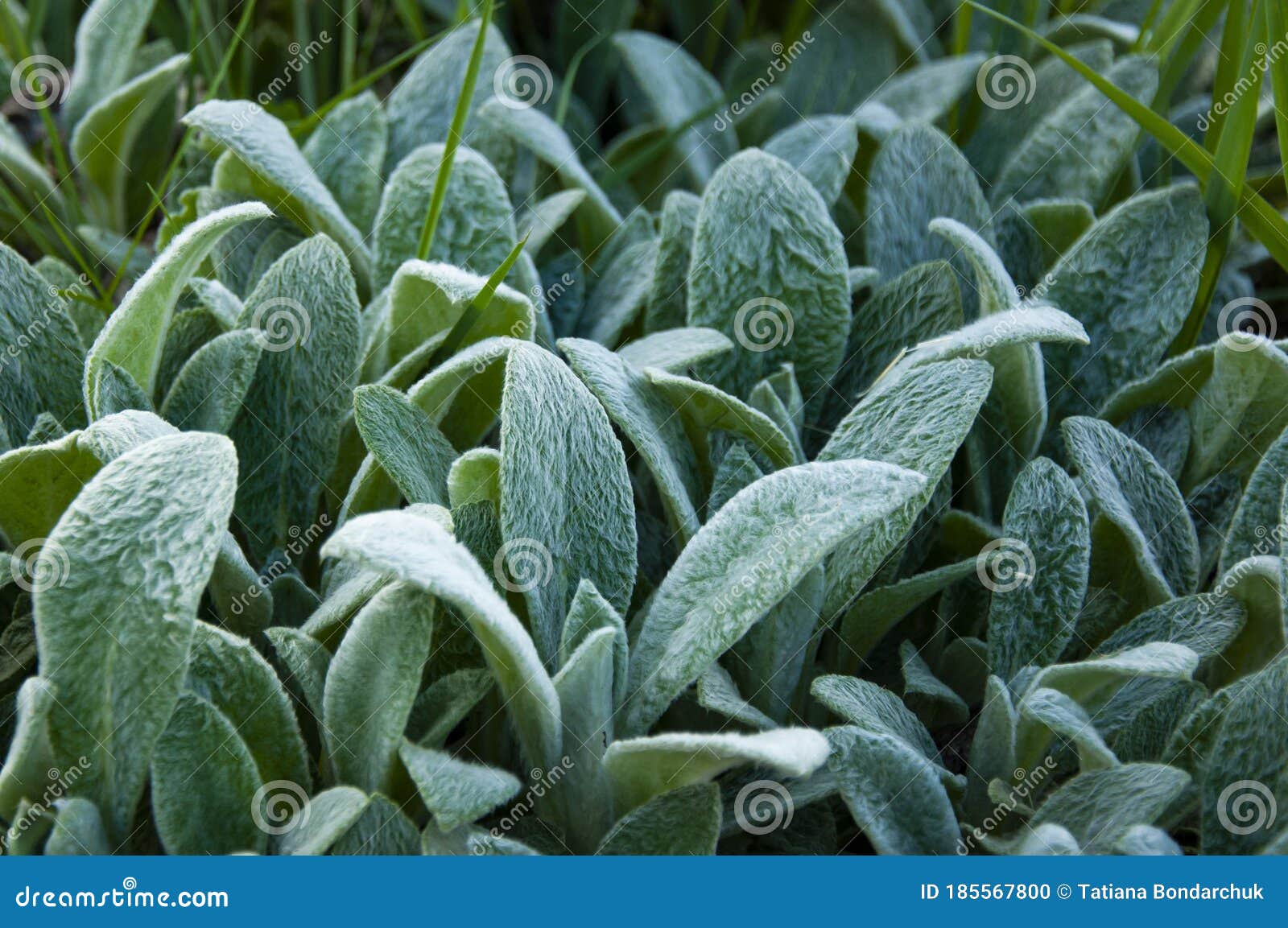 Green Fluffy Plant. Soft Green Leaves Stock Photo Image of closeup, plant 185567800