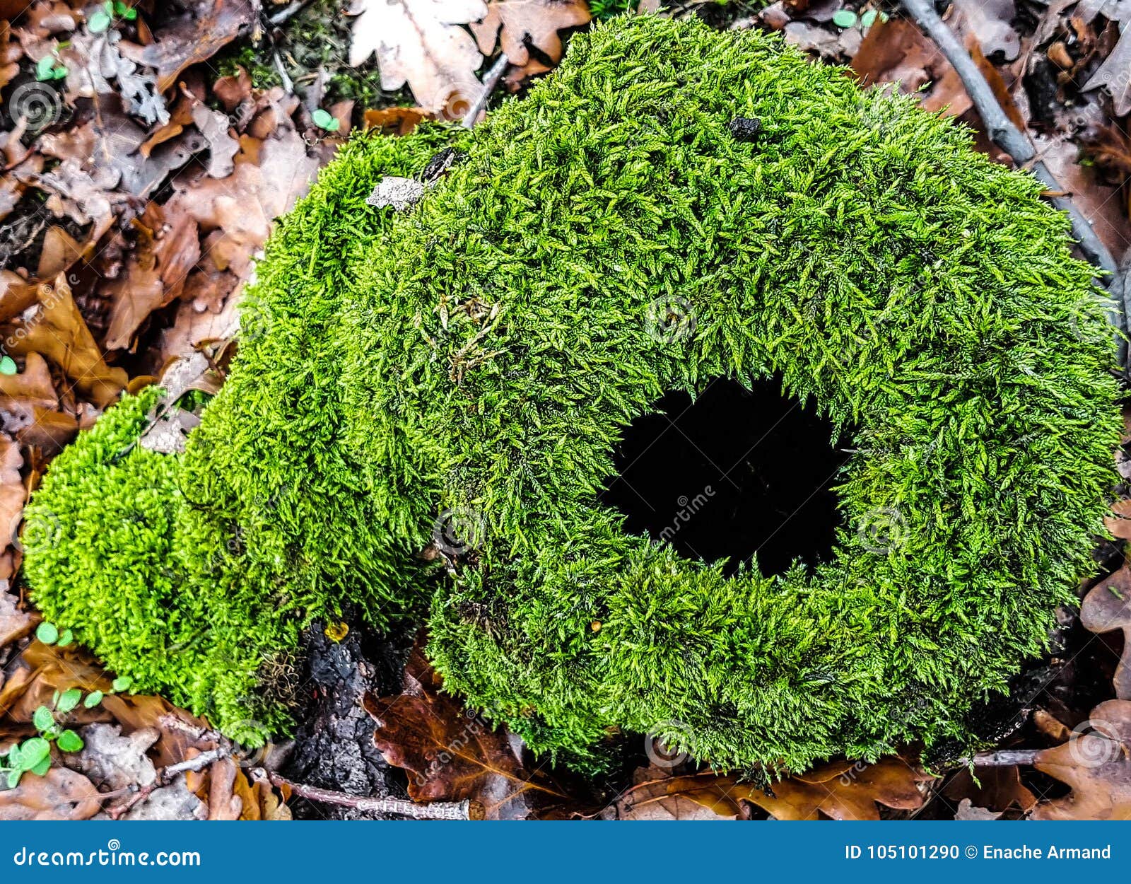 Green fluffy worm stock photo. Image of forest, november 105101290