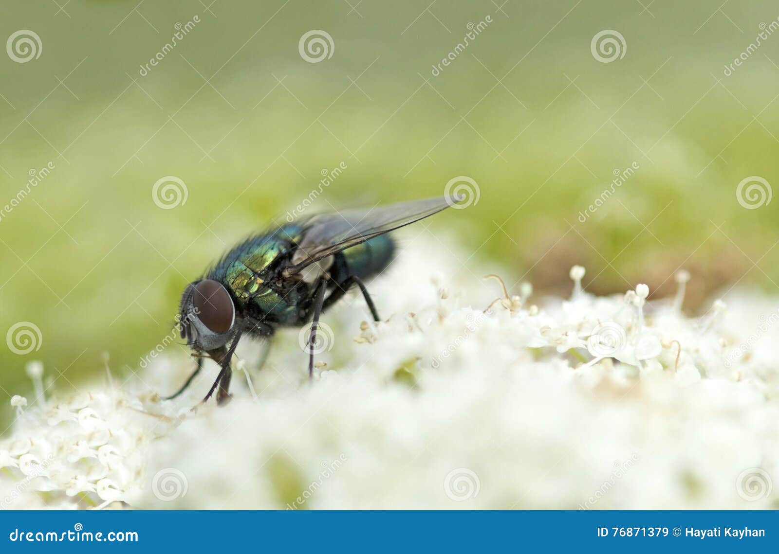 Green fly on flower stock image. Image of animal, garden 76871379