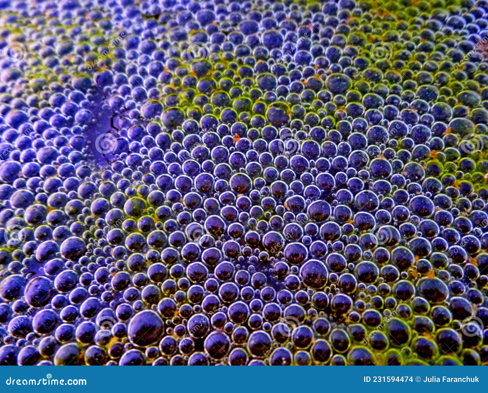 Green Foam and Foam Bubbles on the Surface of the Water in the Pond