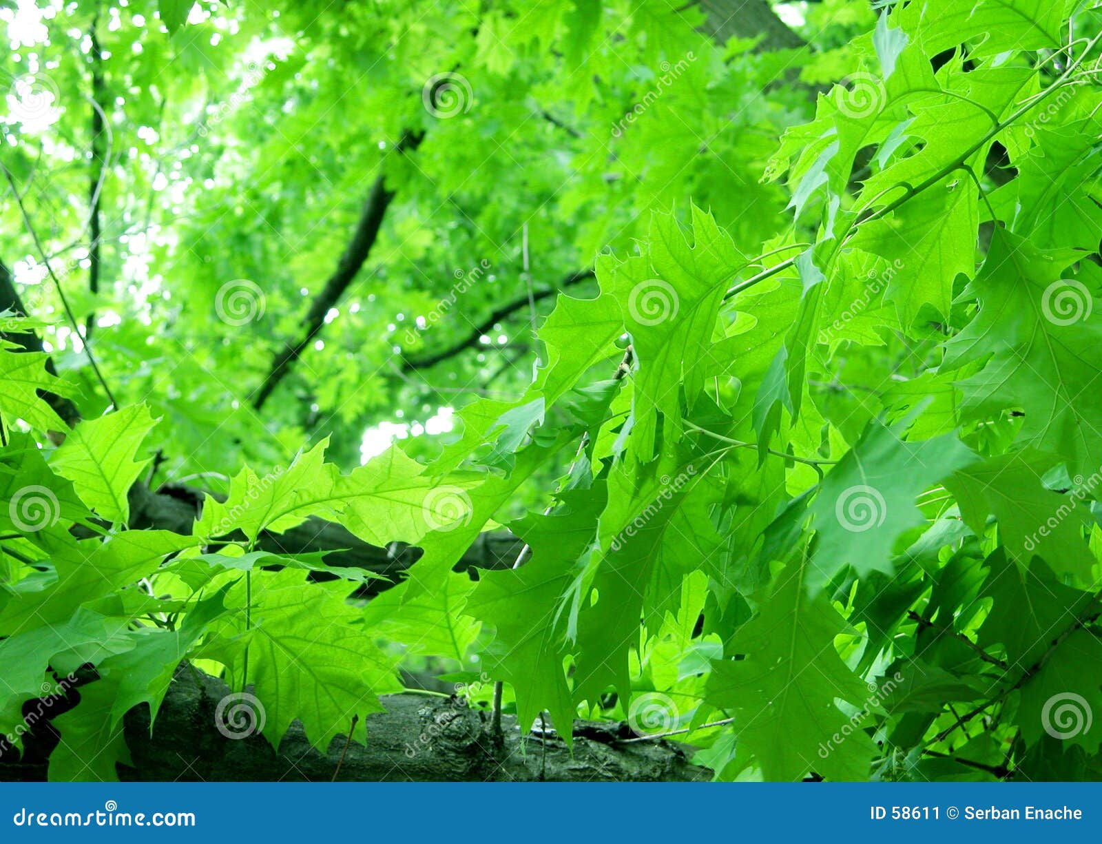 Green foliage stock image. Image of trees, twig, mapple 58611