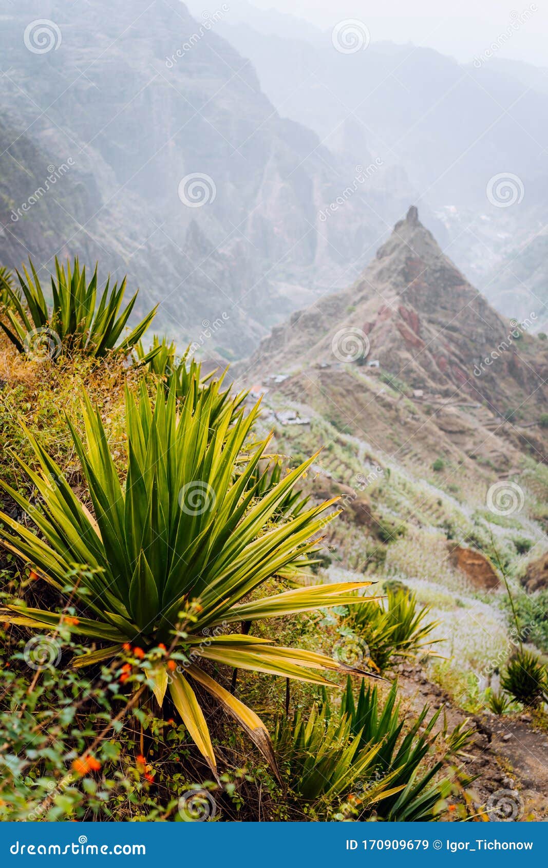 green foliage against xo-xo valley and lombo de pico on hiking route trail over rabo curto to ribeira da torre. santo