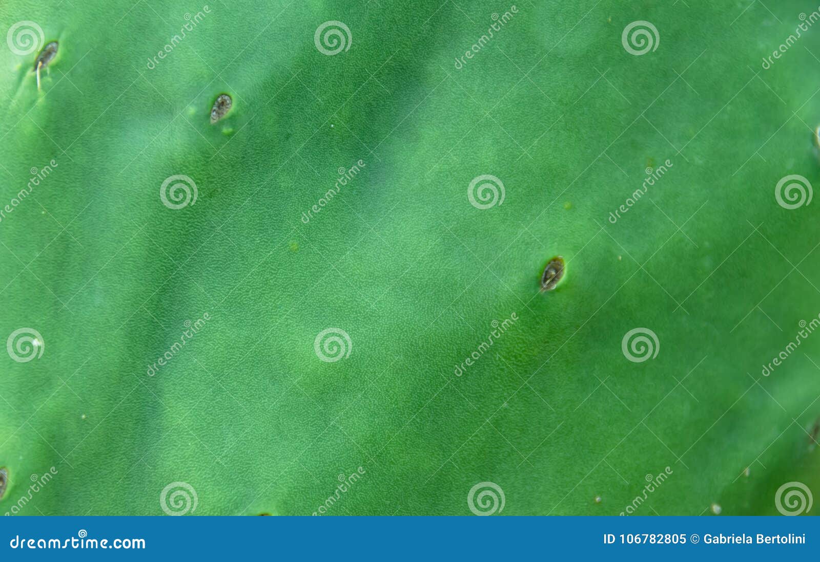 green foliage backgrounds succulent cactus leaves and abstract