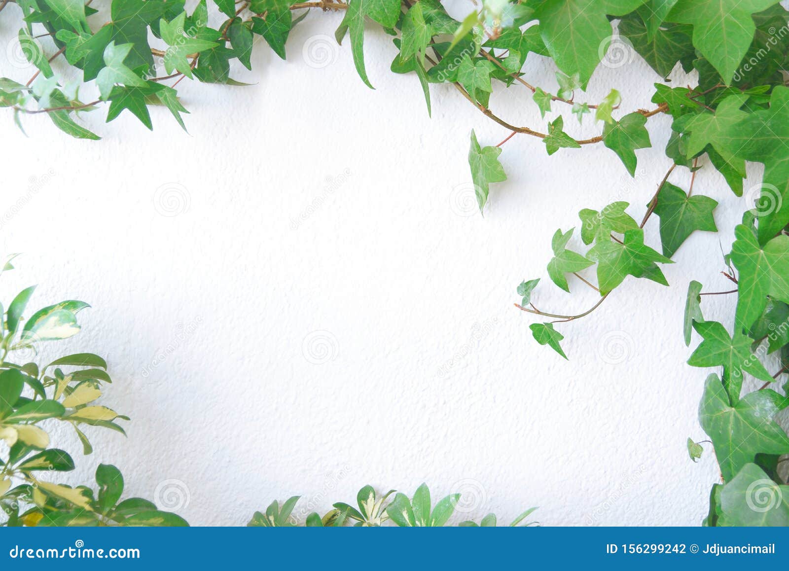 Green Foliage with Palm, Ivy and Plants Against a White Wall Background.  Frame Composition with Empty Copy Space Stock Photo - Image of blank,  background: 156299242