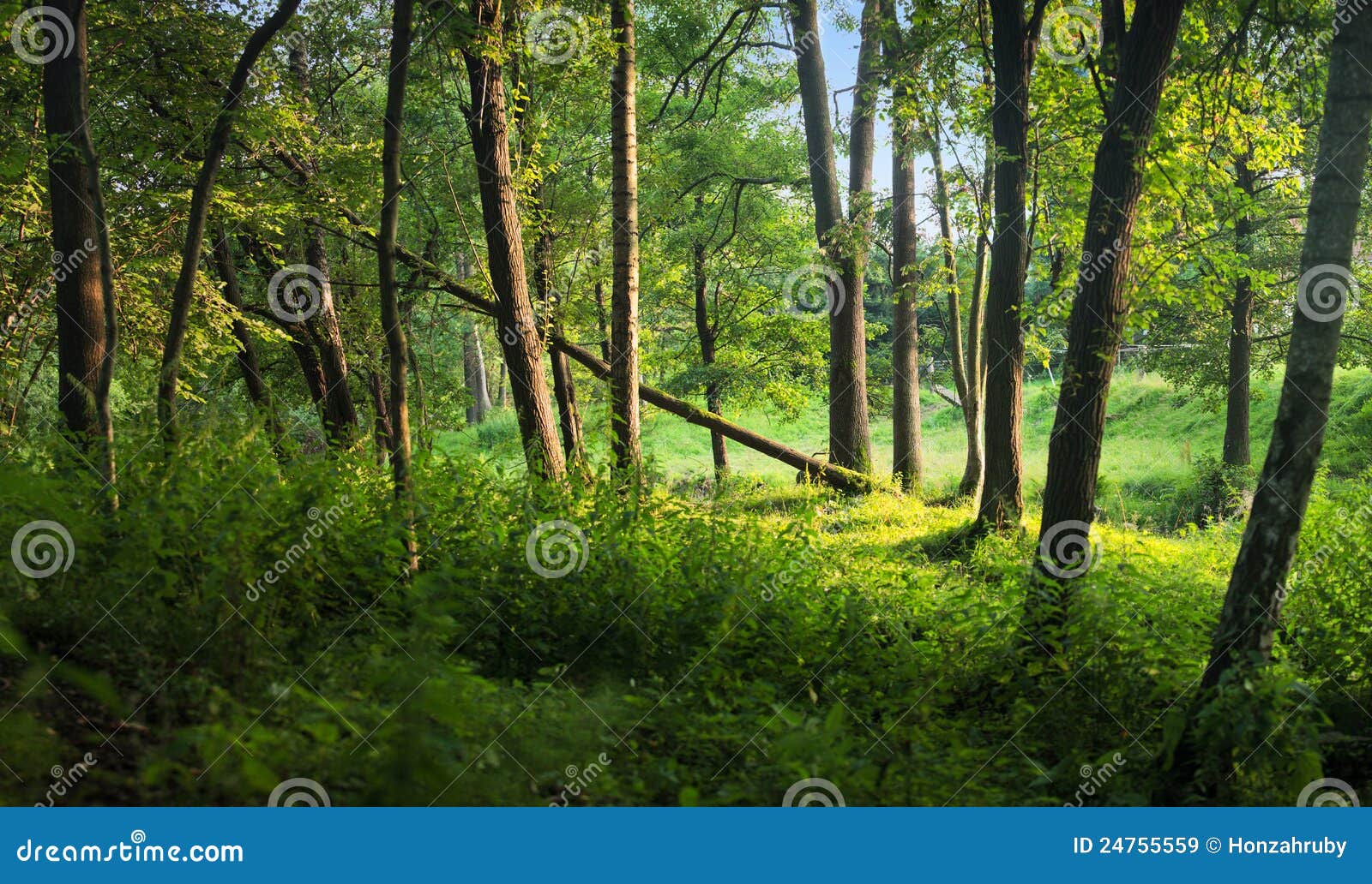 Panoramic view in green forest in afternoon light