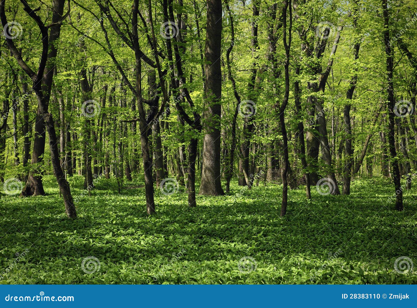 The green forest stock photo. Image of environment, green - 28383110