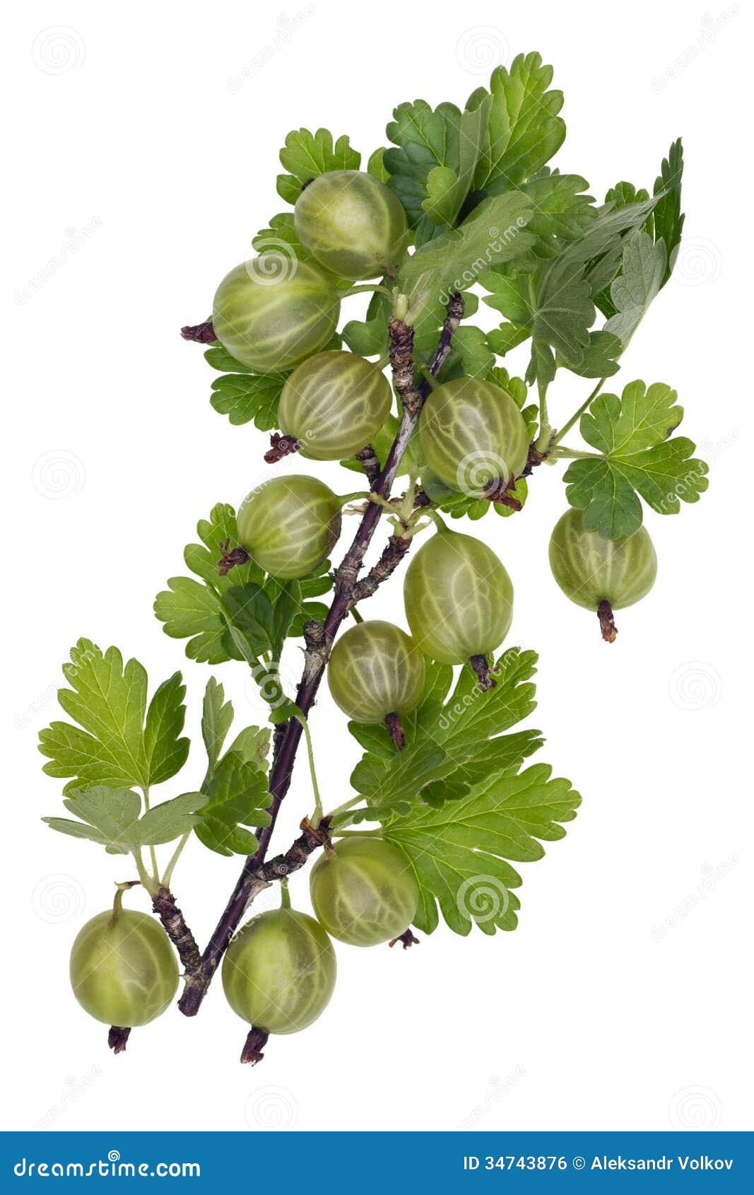Green forest berries stock photo. Image of wild, closeup 34743876