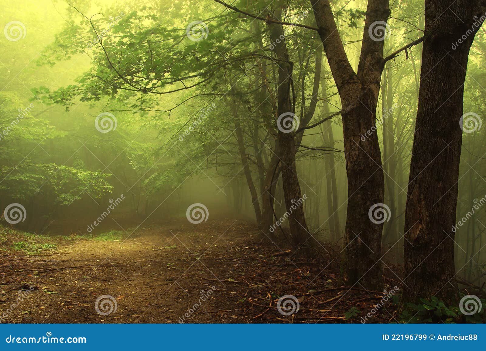green forest with fog