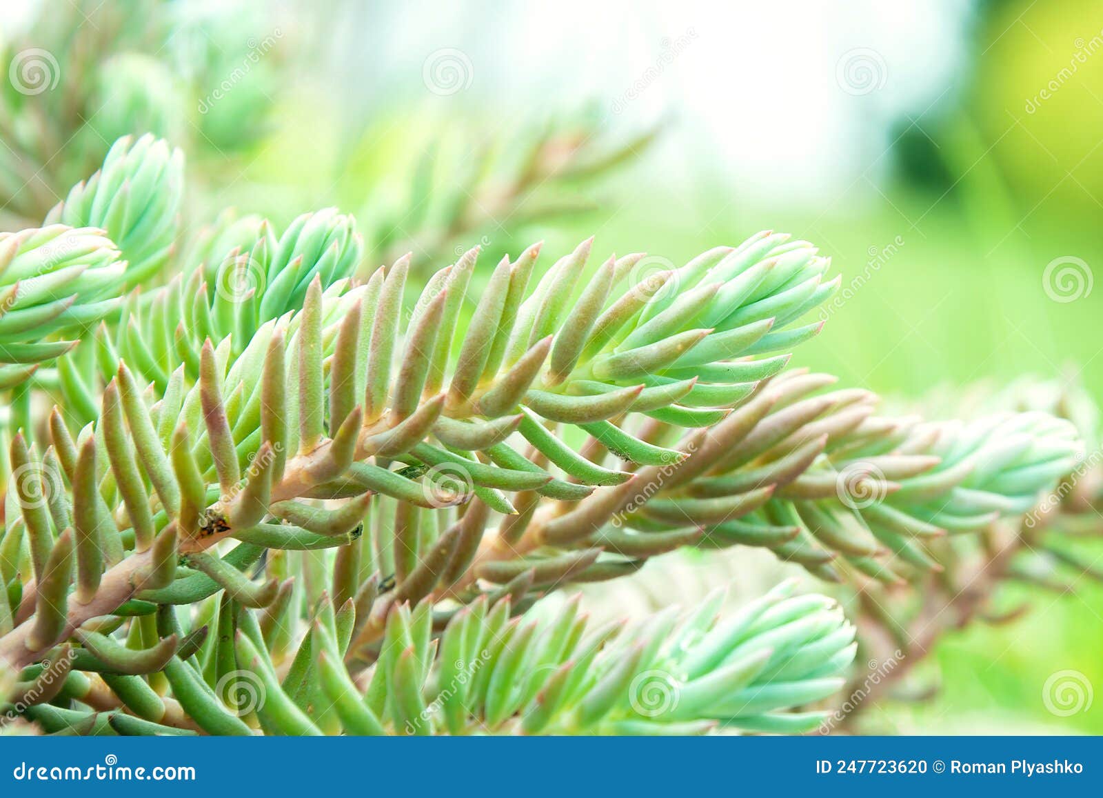 Green Forest Grass. Prickly Plant Up Close Stock Photo Image of green