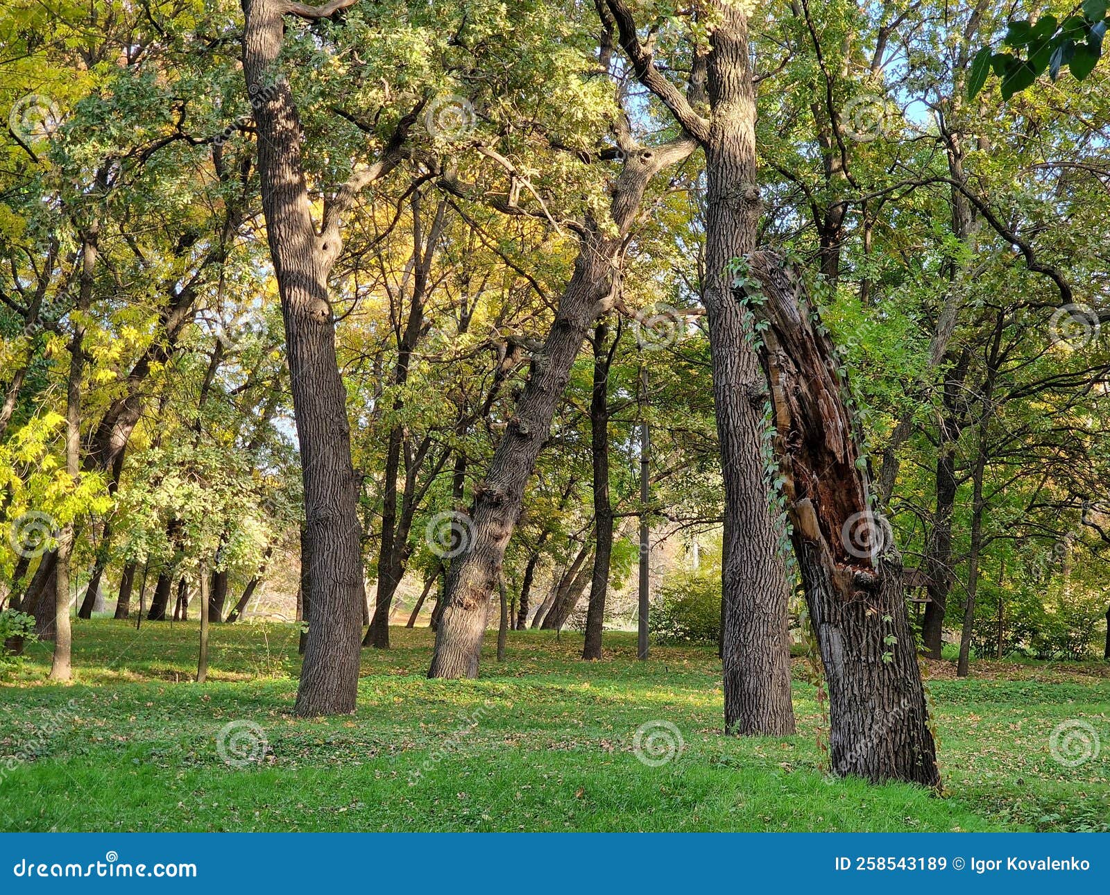 Green Forest Grows on the Banks of the River in the Recreation Park