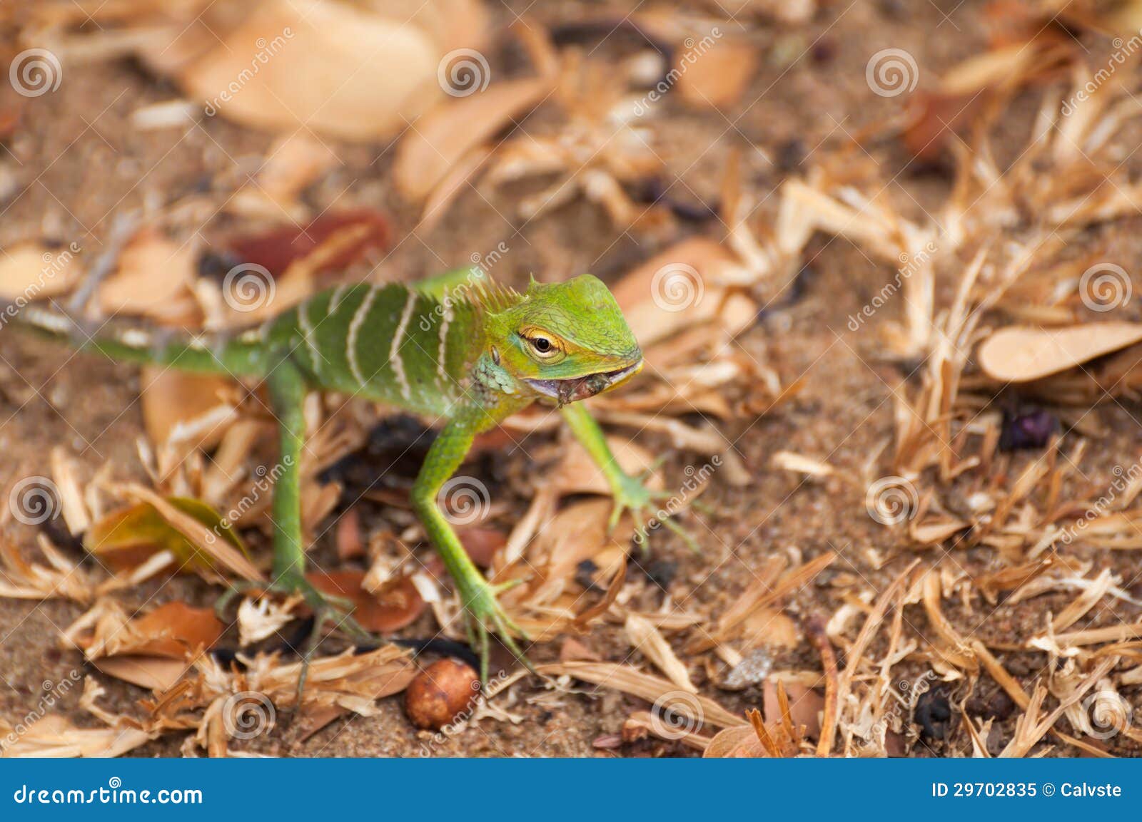 lizard eating insect