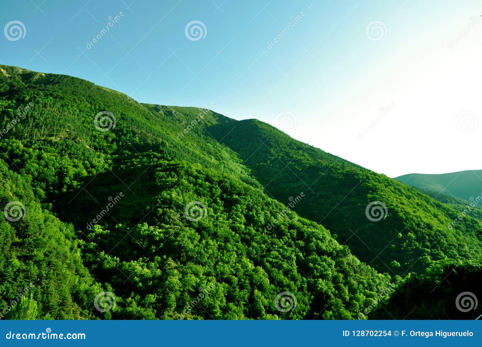 green forest on the mountain, nature, spain