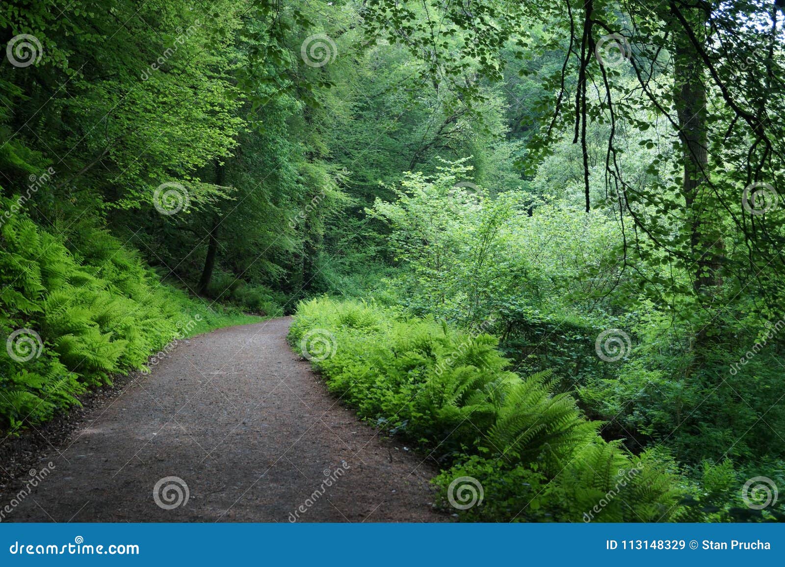 green forest natural walkway