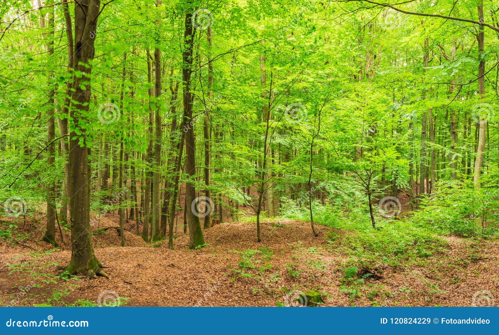 Green Forest Nature with Lush Foliage on Trees Stock Image - Image of ...