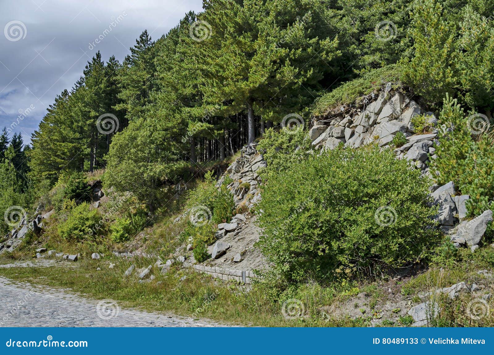 green forest on rocky hill and road near by hija or rest-house aleko in vitosha mountain