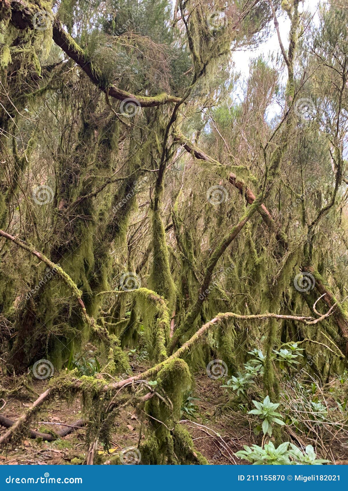 green forest in tenerife. monteverde en tenerife