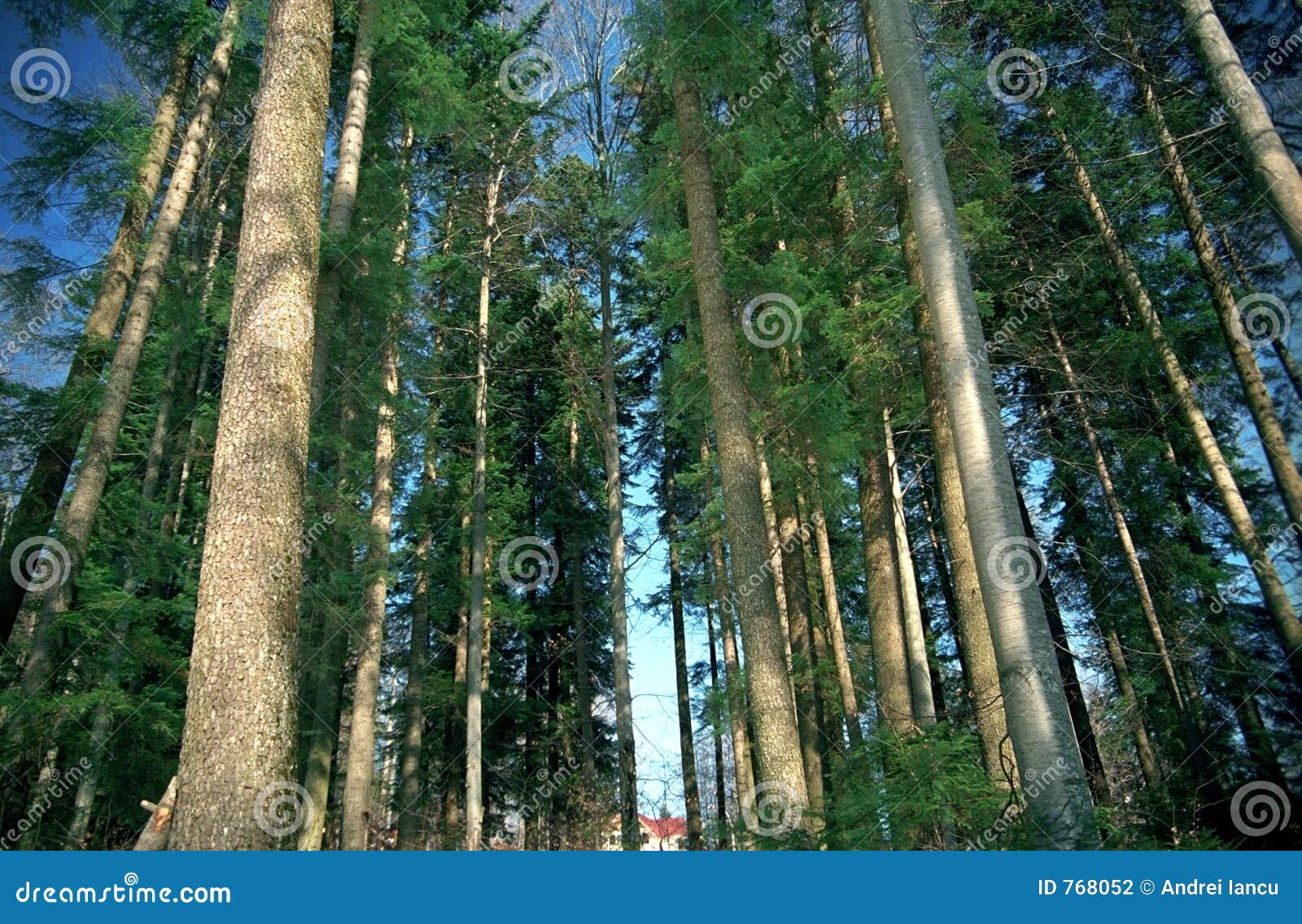 Green forest trees stock photo. Image of green, vivid, nature 768052