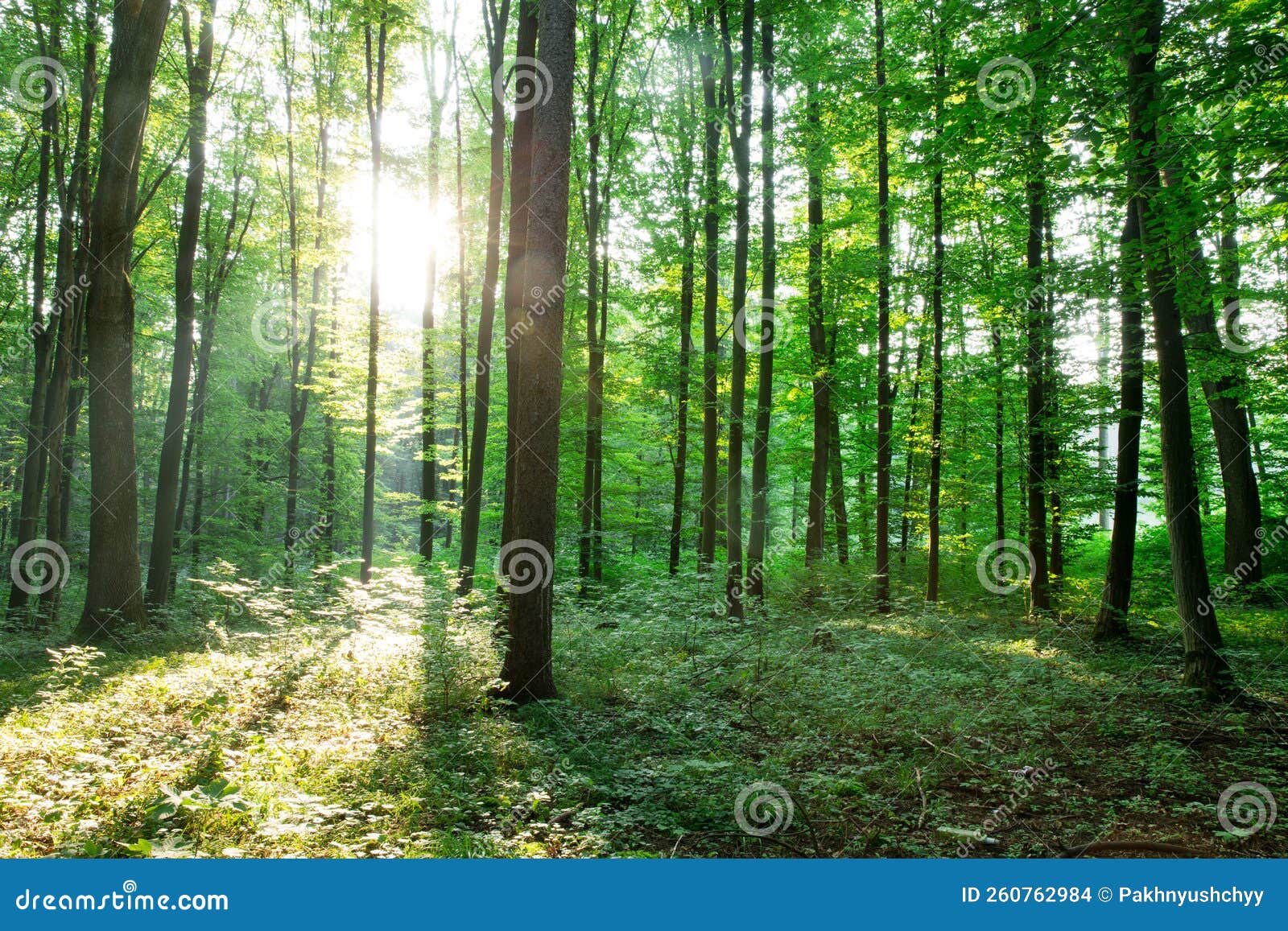 Green Forest Trees. Nature Green Wood Backgrounds Stock Photo Image