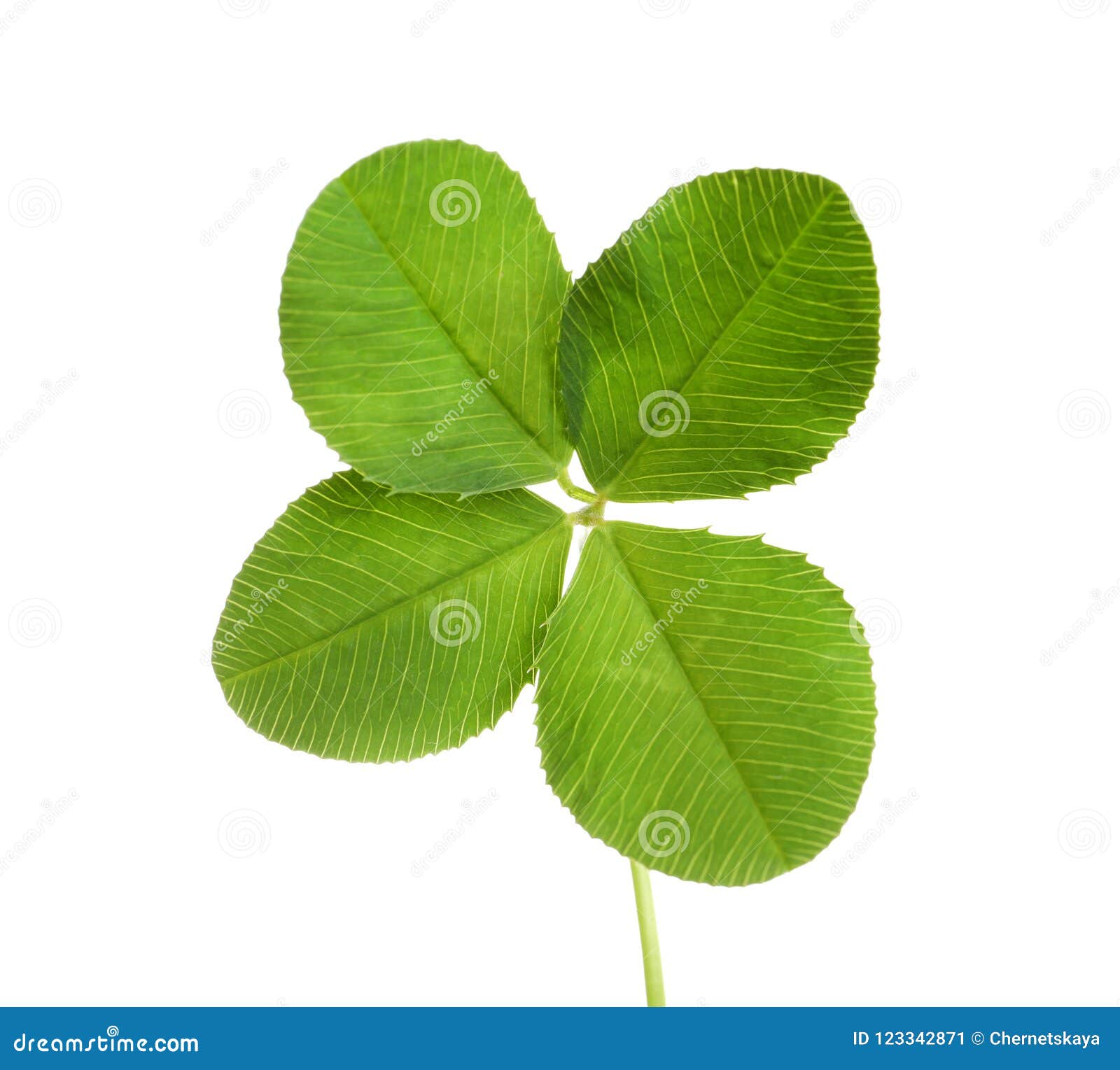 Green fourleaf clover stock image. Image of patrick 123342871