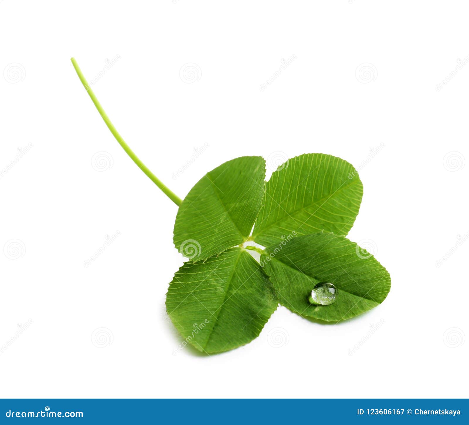 Green fourleaf clover stock image. Image of isolated 123606167