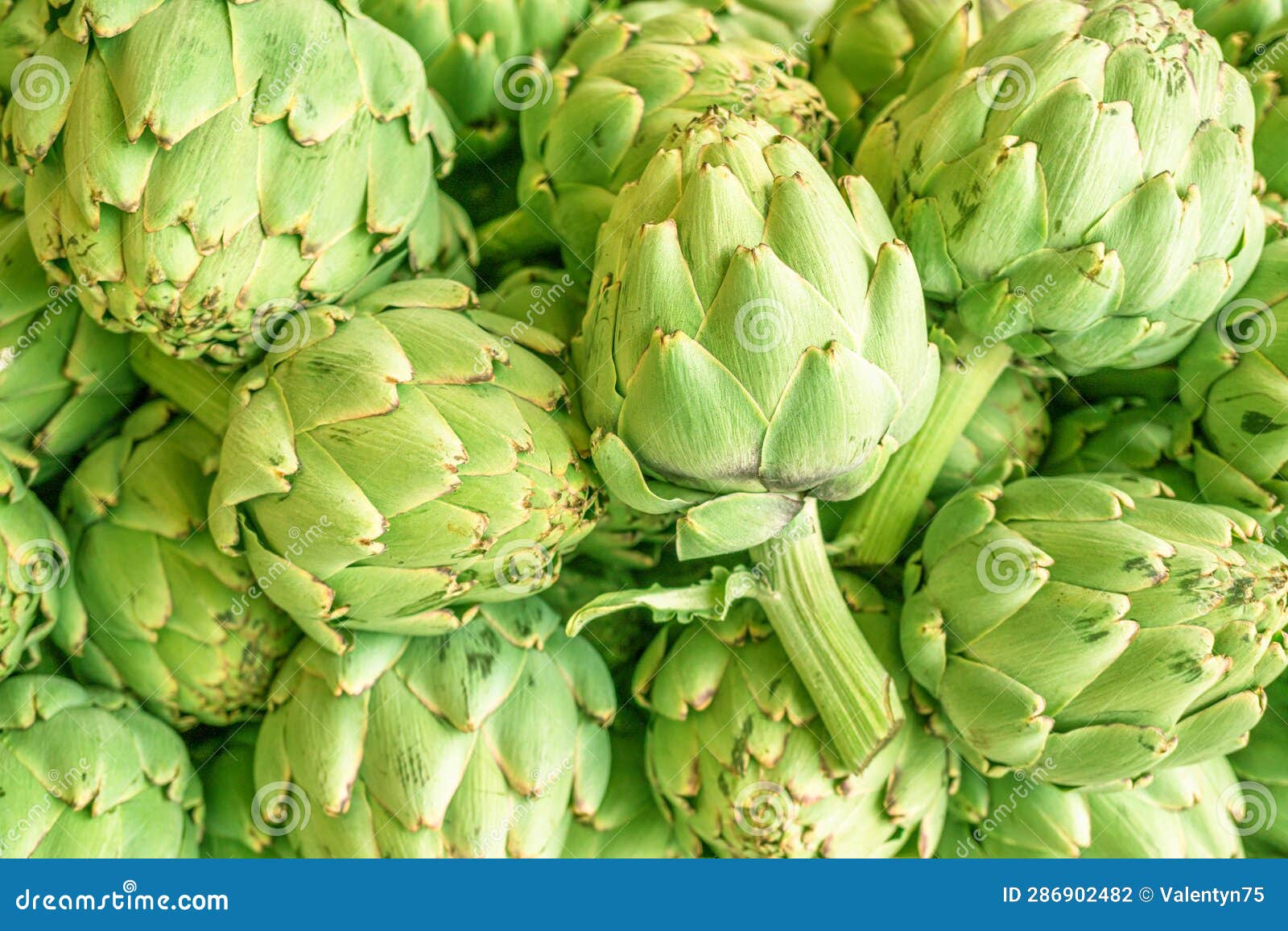 green french artichoke flowers buds on the farm market stall