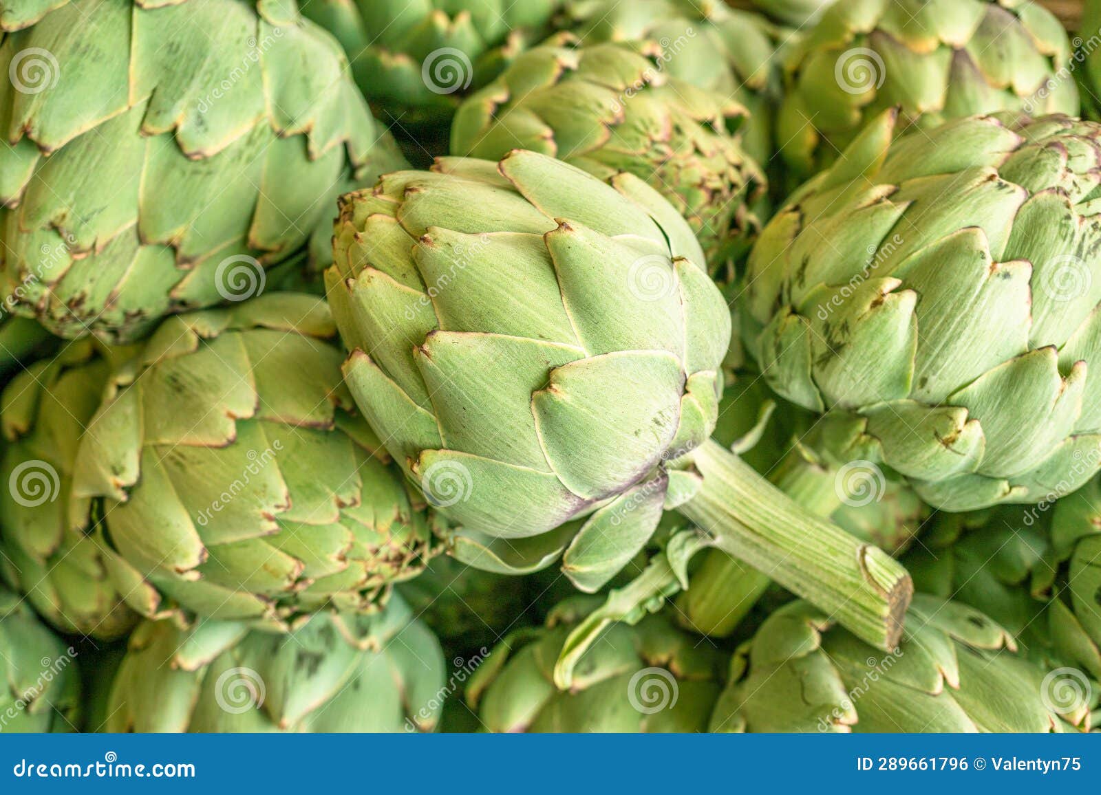green french artichoke flowers buds on the farm market stall