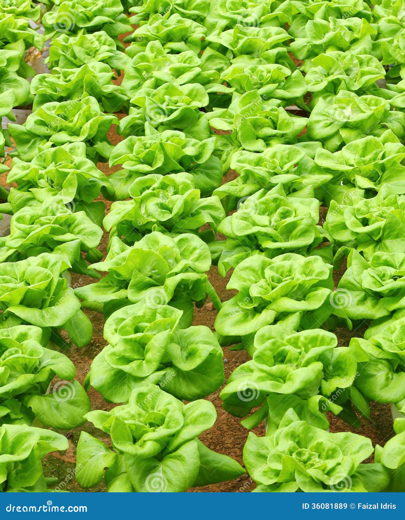 Green fresh butterlettuce stock image. Image of farmland 36081889