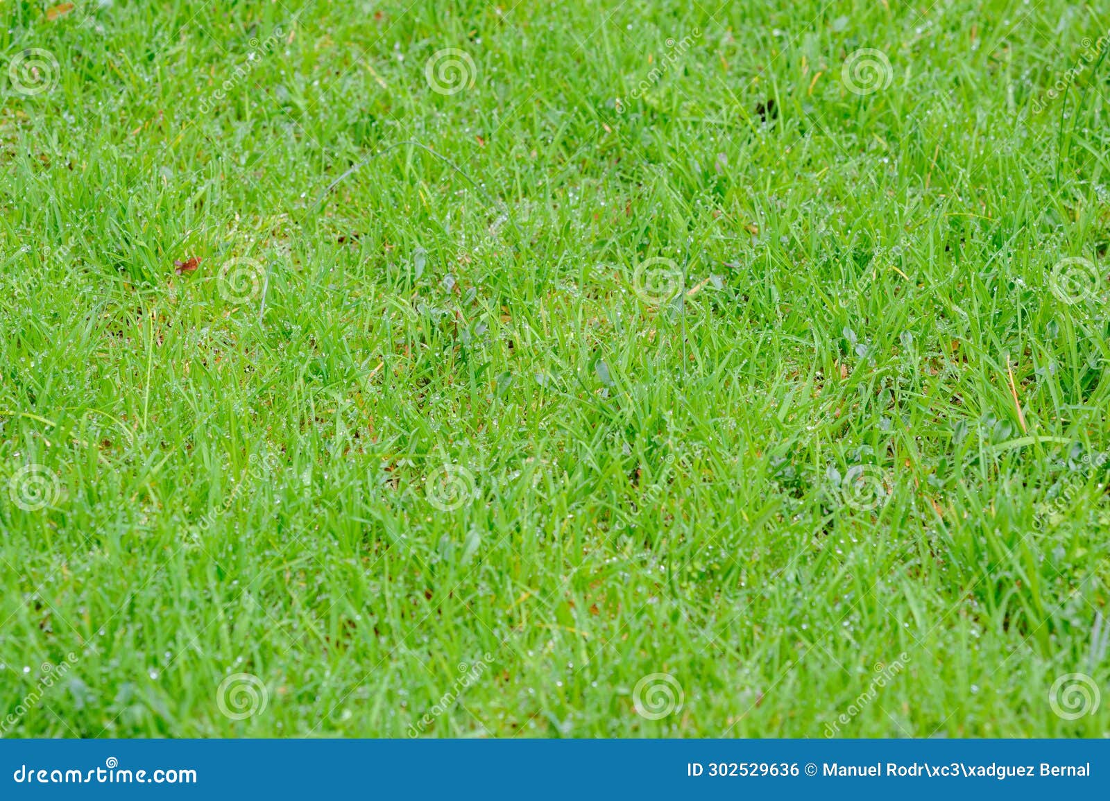 green fresh grass special for wallpaper