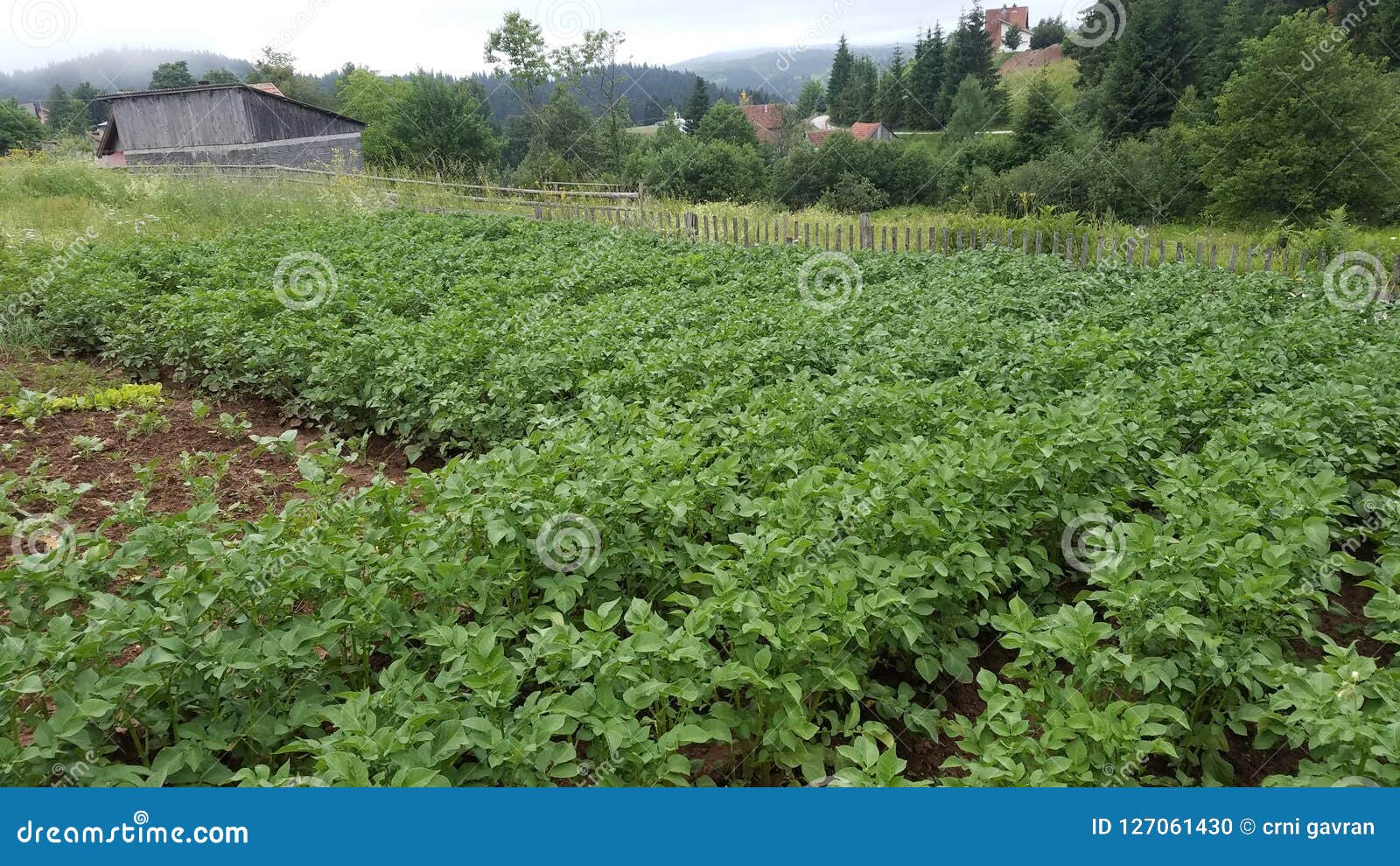 Green Fresh Herb in the Nature Stock Photo Image of gardening, growth 127061430