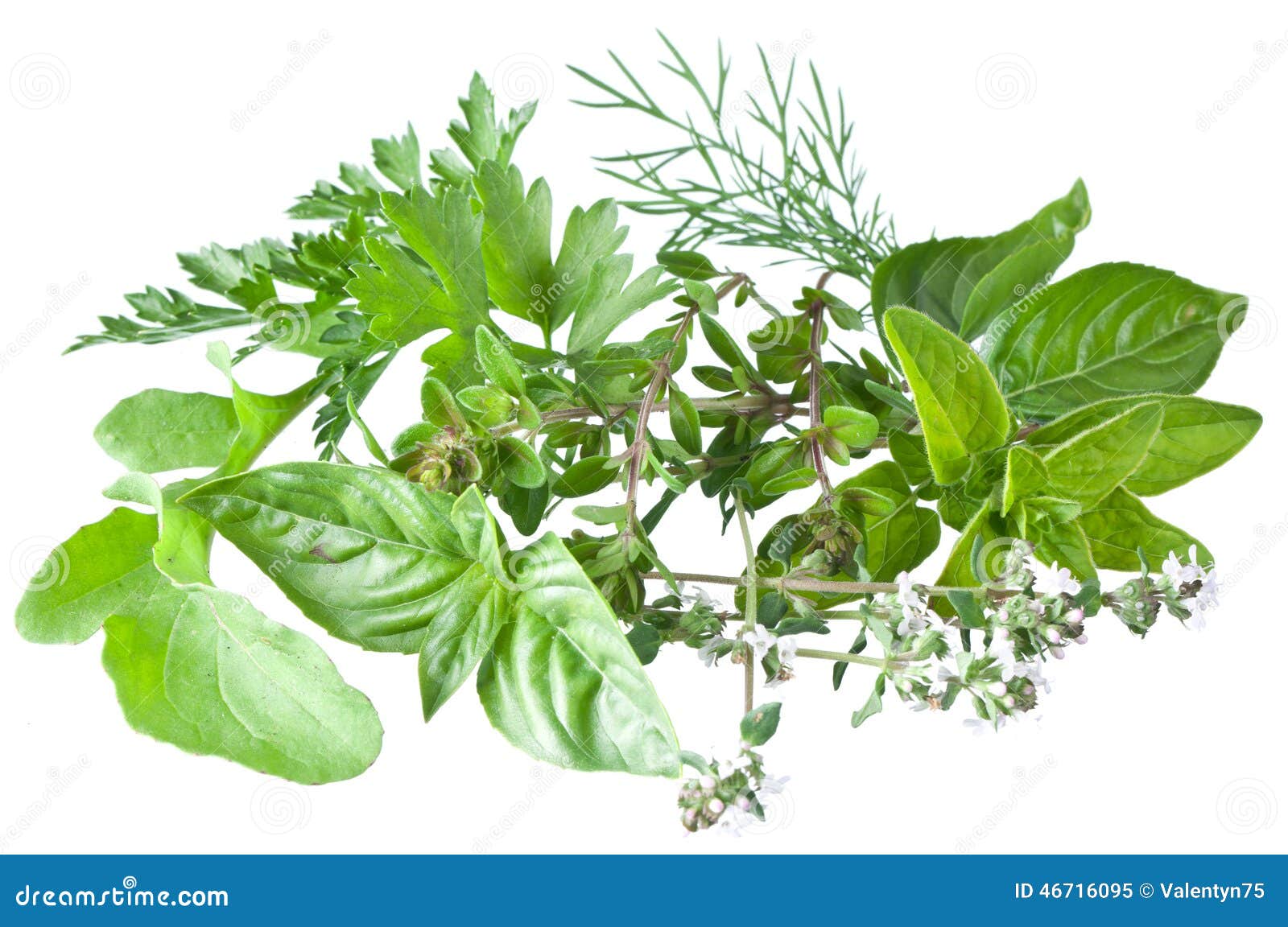 Green Fresh Herbs on a White. Stock Image Image of flavor, fennel 46716095