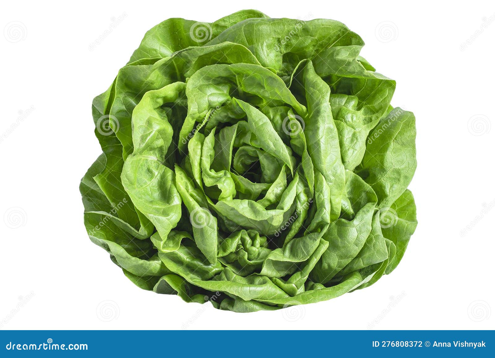 Green Fresh Lettuce Vegetable or Salad Isolated on White Back Ground