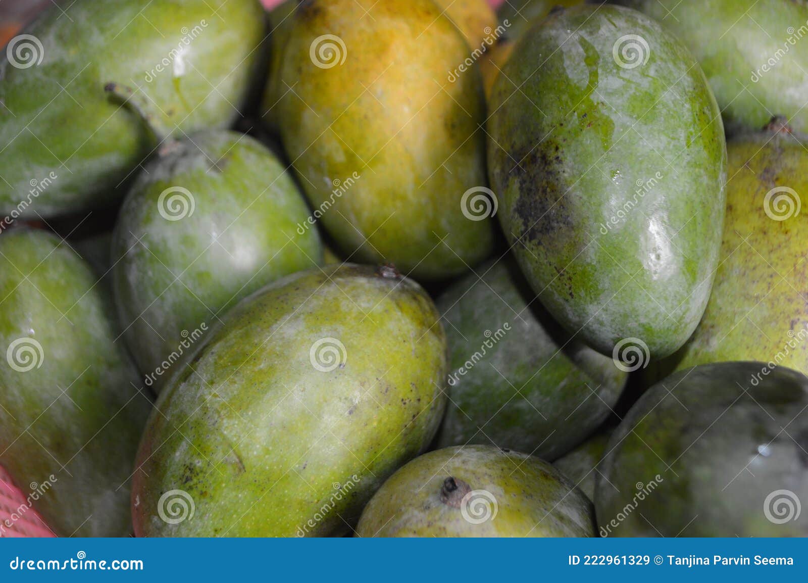 Green Fresh Mango Fruit for Heathy Diet Stock Image Image of mango