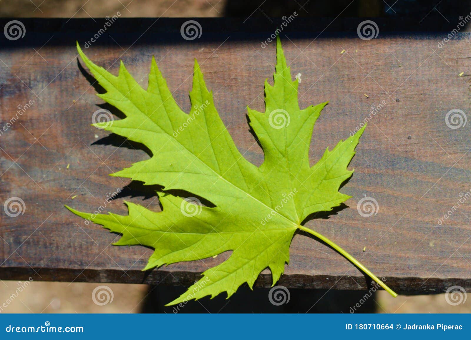 Green, Fresh Maple Acer Leaf in Springtime Stock Photo - Image of leaf