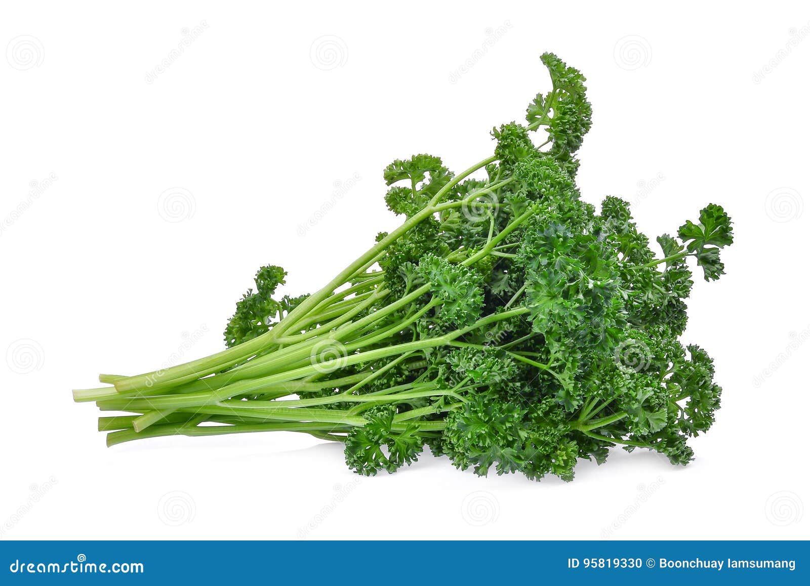 Green Fresh Parsley Healthy Vegetables on White Stock Photo Image of green, coriander 95819330