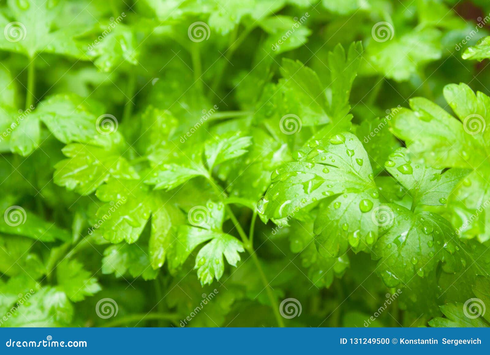 Green leaves of parsley stock photo. Image of nature 131249500