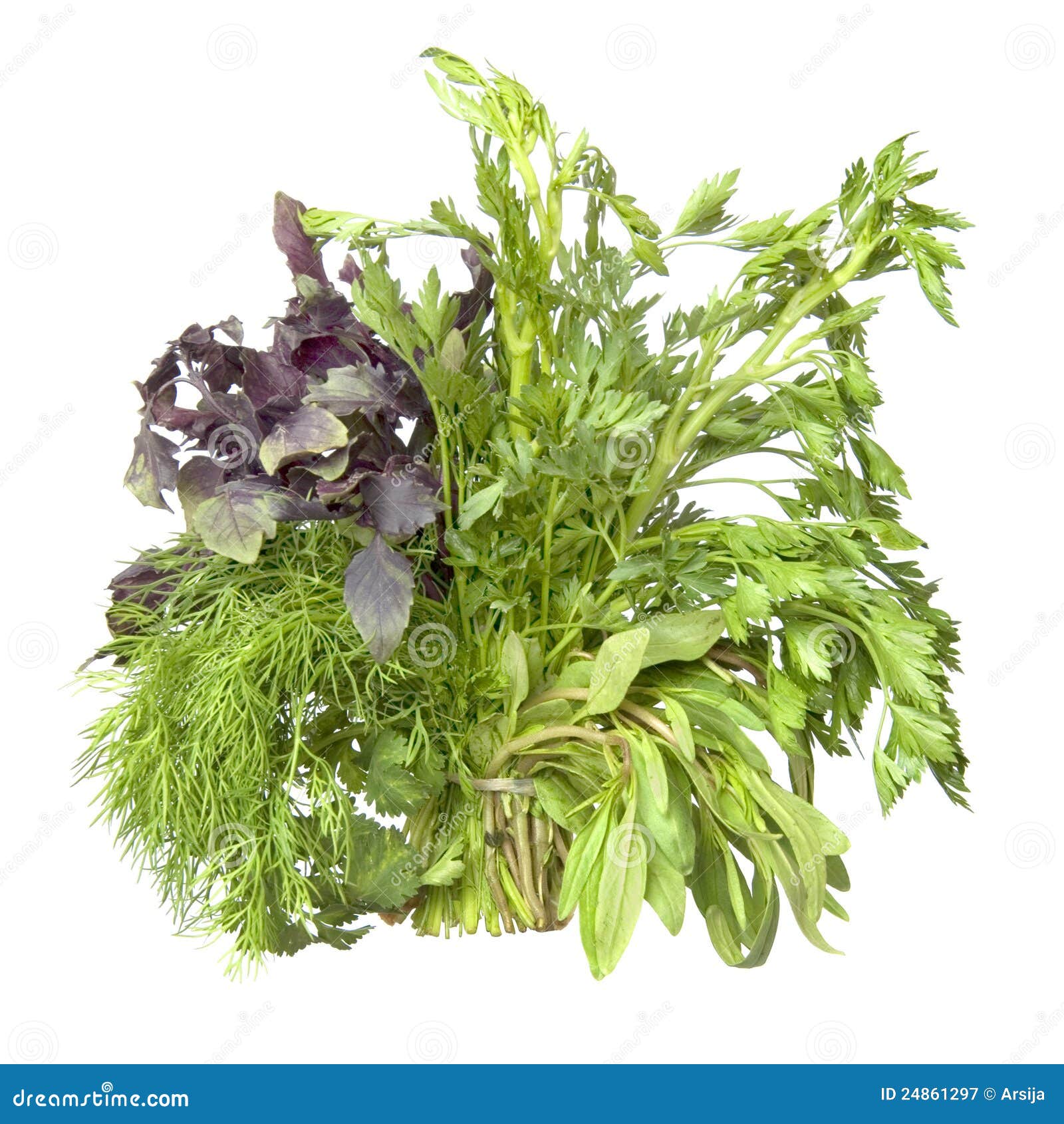 Green fresh spices stock image. Image of herb, isolated 24861297