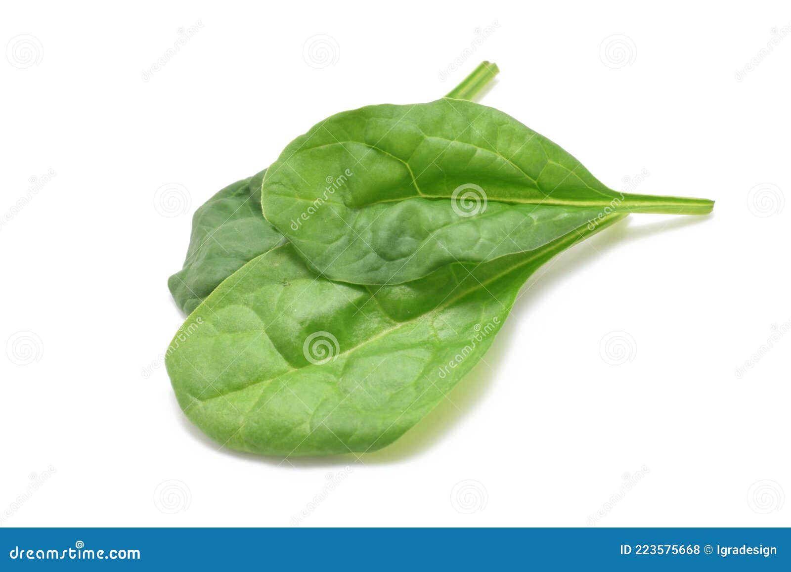 Raw Green Fresh Spinach Leaves Isolated on White Stock Photo Image of