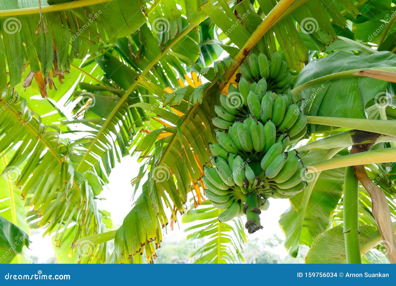 Green sugar banana at tree stock photo. Image of fresh 159756034