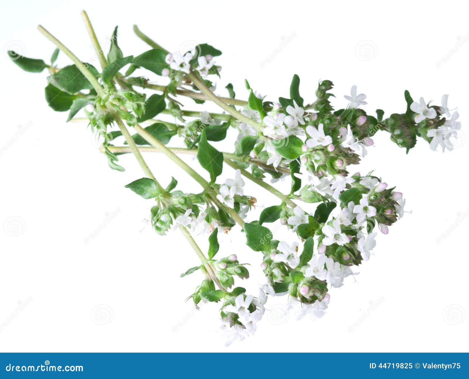 Green Fresh Thyme with Flowers on a White. Stock Image Image of closeup, aromatic 44719825
