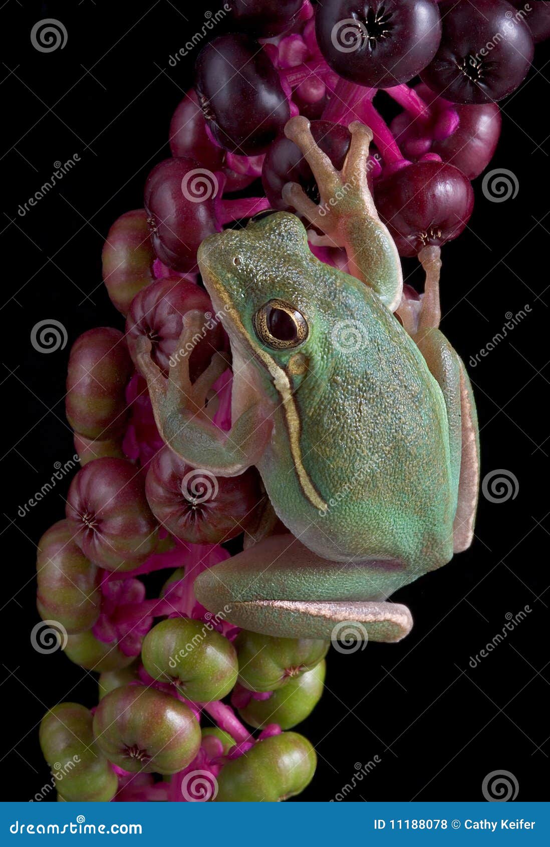 Green frog on berries stock photo. Image of vertical 11188078