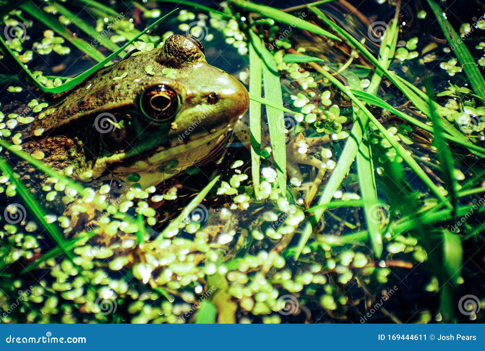 Frog in pond stock image. Image of landscape, architecture - 169444611